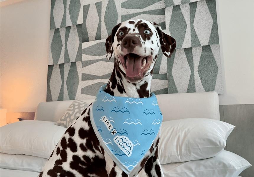 Dog in hotel room