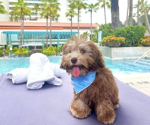 A dalmatian sitting on guestroom bed