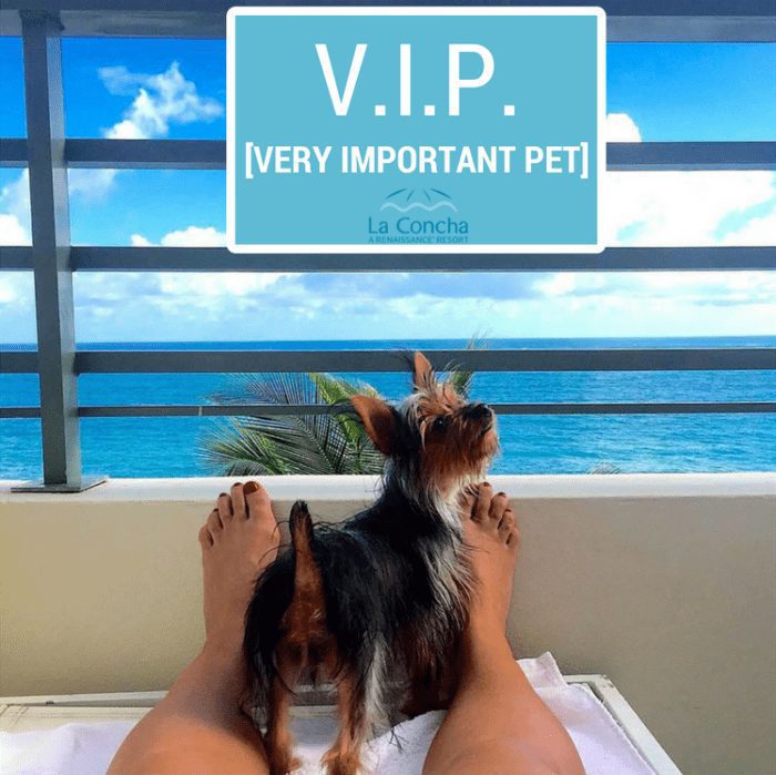 pet-friendly hotel in san juan