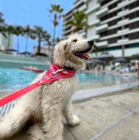 Dog poolside at Pet-Friendly hotel in puerto rico la concha resort
